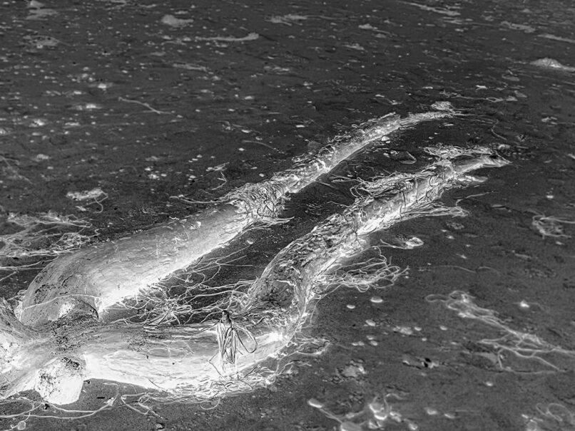 echolot, birgit hampel